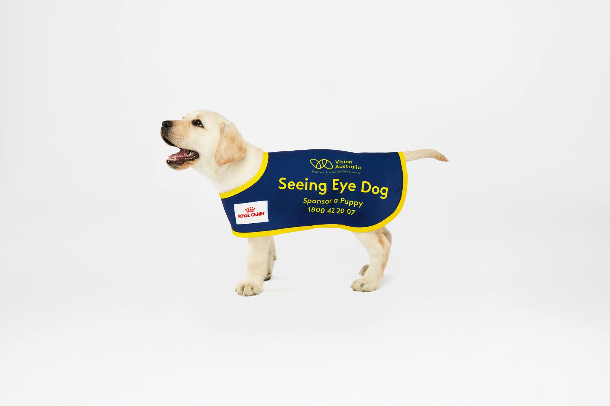 Seeing Eye Dog