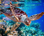 Save the world’s oceans and marine animals